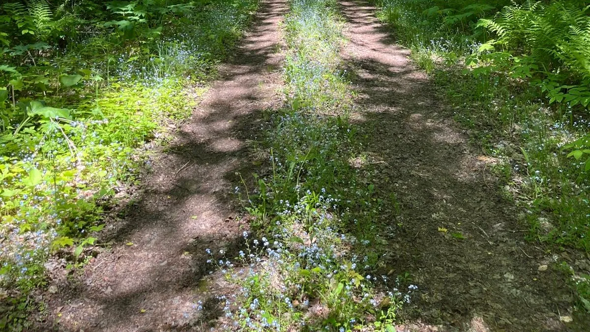Forest Service Rd sector terrain